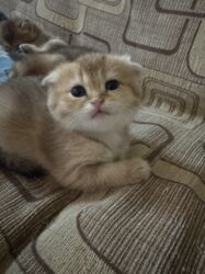 Pişiklər: Britan -da lalafo.az — 10 Pişiklər: Britan — 10