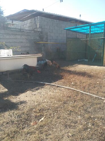 продажа собак бишкек: Продаю три курицы один петух возраст около восьми месяцев должны