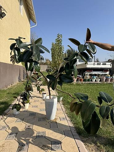 лампа для книги: Комнатные и садовые растения в горшках.
Продаются вместе с горшками — 3