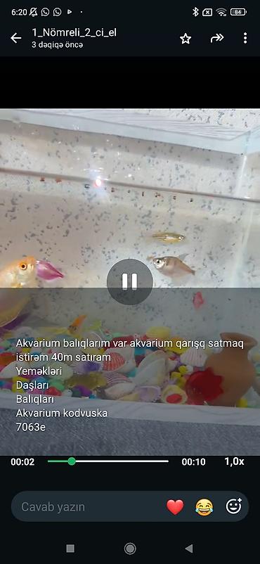 akvarium balıq novləri: Akvaryum və balıq paketi - Qarışıq akvarium balıqları (şəkillərdə — 1