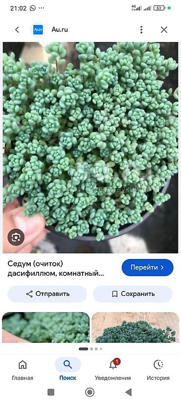 толстянка купить: Седум (очиток) дасифиллум — компактный суккулентный почвопокровник с — 2