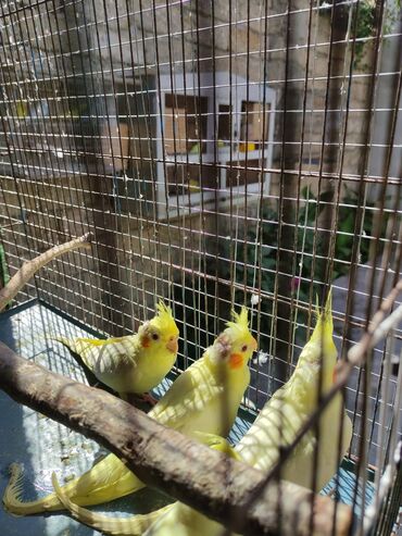 Qəfəslər: Qəfəslər quşlar — 13