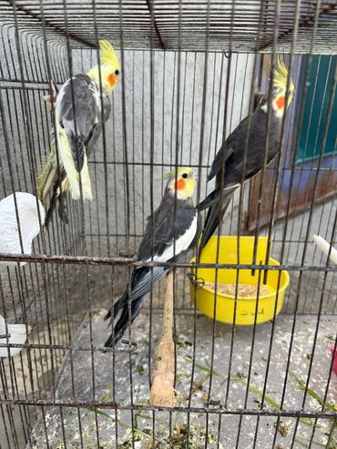 Tutuquşları: Korella erkey disi var 3 ayliq 6-7-9 ayliq hazir cut var korella bala — 15