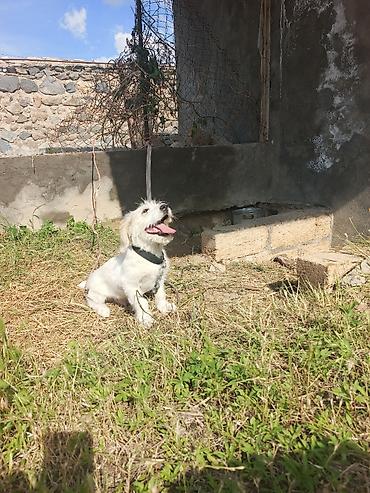 labrador balasi satilir: Koker spaniyel, 3 ay, Erkək, Peyvəndli, Ünvandan götürmə — 2
