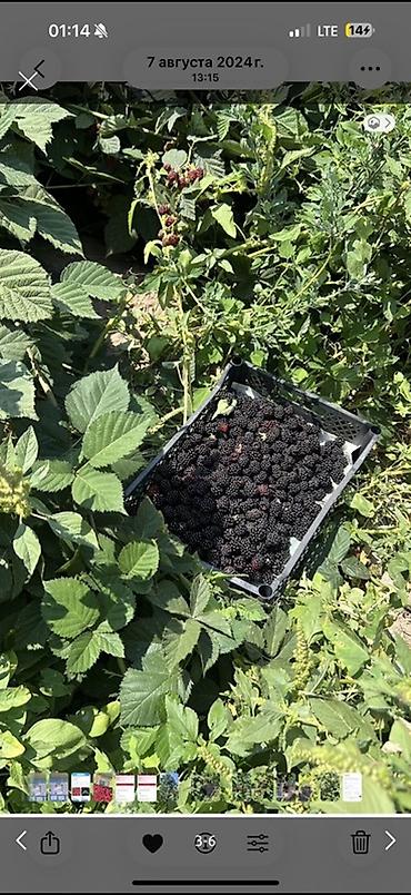 бокс сдаю: 200 соток Для сельского хозяйства, Электричество, Водопровод — 4