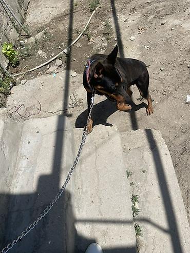dişi doberman: Doberman, 1 il, Dişi, Peyvəndli, Ödənişli çatdırılma, Ünvandan götürmə — 1