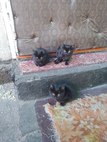 отдам даром вислоухого котенка: 2 месяца, Девочка