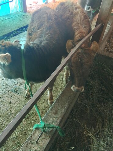 Коровы, быки: Продаю | Тёлка | Алатауская, Полукровка | Для разведения | После отела — 9