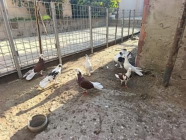 dekorativ goyərcin: Məhsul: Göyərçinlər – fərqli rəng və naxışlarda dekorativ/oyunçu — 10