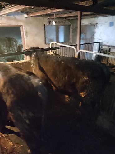 Коровы, быки: Продаю | Бык (самец) | На откорм | Привязанные — 6