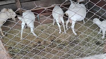 козье: Продаю | Коза (самка) | Для разведения — 3