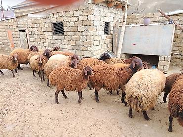 Qoyunlar, qoçlar: Satılır: Qoyun sürüsü - Növ: yerli xalı/xar (uzunquyruq, yağlı — 3