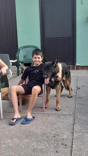 Psi: ❗ IZGUBLJEN PAS – DON ❗ 🙏 MOLIMO ZA POMOĆ I DELJENJE 🙏 Don je nestao i — 8