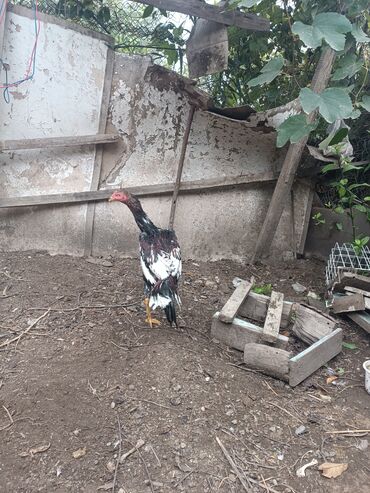 Xoruzlar: Heyratilar satilir tergidirem deye ne heyvanim var hamsini satiram her -da lalafo.az — 9 Xoruzlar: Heyratilar satilir tergidirem deye ne heyvanim var hamsini satiram her — 9