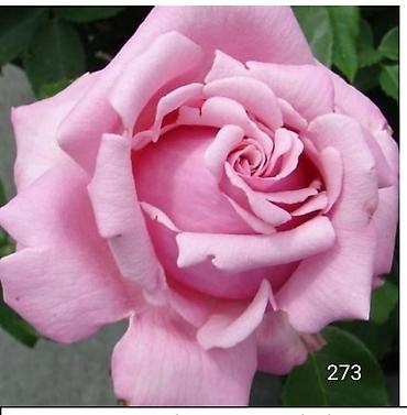 Садовые цветы и кустарники: Корни роз - Крупноцветковая чайно-гибридная роза с — 51