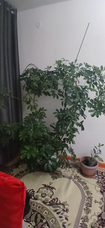памидор оптом: Крупное комнатное растение — шийффлера (Schefflera arboricola)