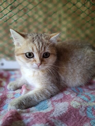 купить кошку британская вислоухая: Скотиш Страйт (Шотландиялык тик кулактуу), 4 айлык, Ургаачы, Алтын шиншилла, Лотокко барууга үйрөтүлгөн, Курттардан тазаланган