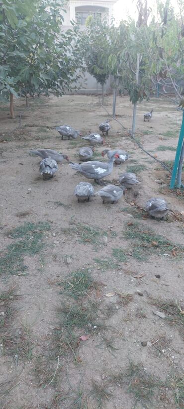 Digər quşlar: Muscovy (barbarı) ördəkləri – bala və yeniyetmə yaşda sürü - Rəng — 12