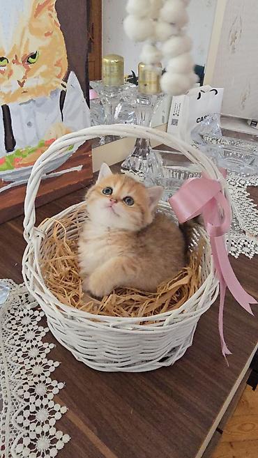 Pişiklər: Şotland — 11