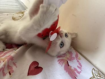 котенок белый купить: Мейкун 1 месяцев девочка с голубыми глазами белоснежная цена — 3
