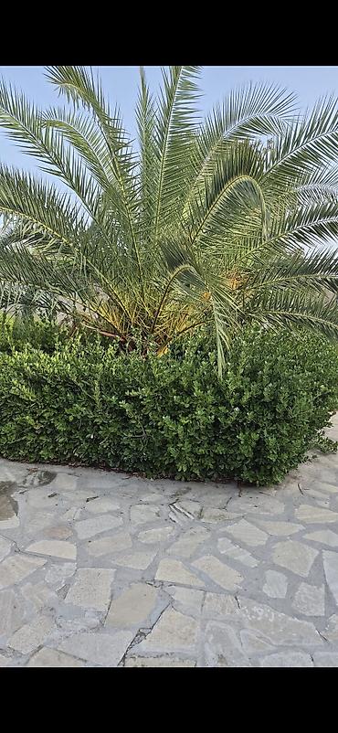 palma ağac: Finix palma 1.30 gövdenin boyu 2 eded agaclar heyetdedir dermani — 5