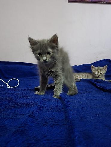 Мышыктар: Отдаю котят . Пишите пожалуйста на вотцап На выбор два окраса: - — 2