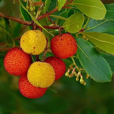 gül toxum: Arbutus unedo ciyələk ağacı endirimdə tələsin 3 illiyində məsul verir