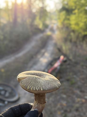 mini maltezer i maltezer razlika: Gljiva – sveža, ubranа u šumi Opis: - Velika šumska gljiva sa — 1