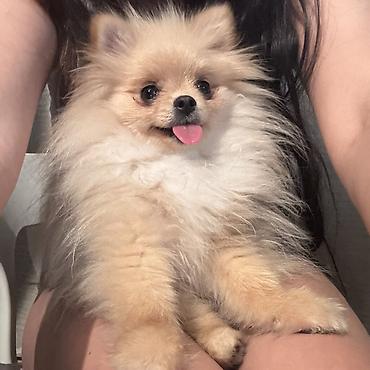 Продажа собак: Шпиц, 7 месяцев, Самка, С прививкой — 23