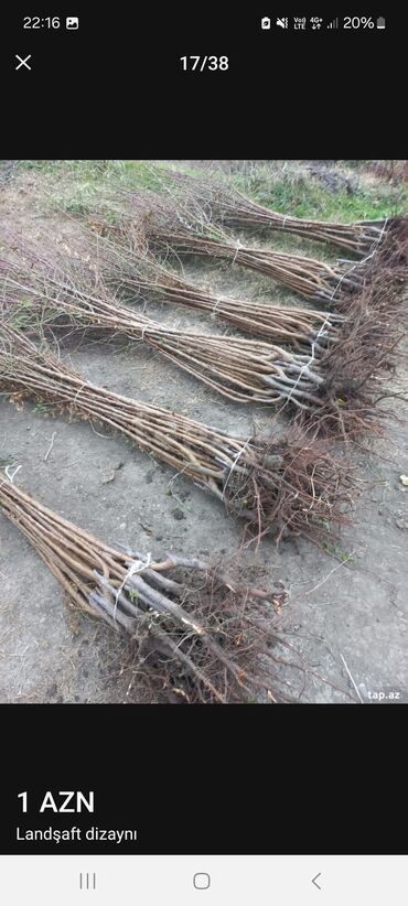 Landşaft işləri: Məhsul/xidmət: Landşaft dizaynı və hazır qazon (rulet qazon) işləri — 12