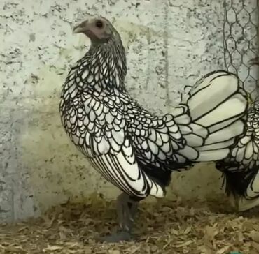 Xoruzlar: Tek 100 ayam zemani cut 200m .qap — 24