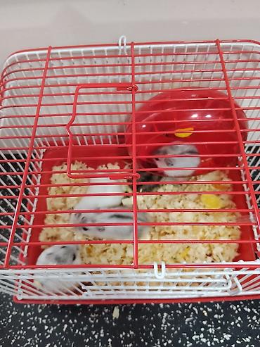 Зоотовары: Cırtdan hamsterlər – qəfəs və aksesuarları ilə Məhsul təsviri: - — 3