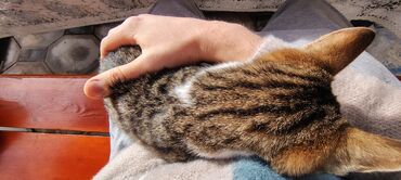 Pişiklər: Tabbi, Dişi, Yaxşı əllərə, Pulsuz çatdırılma — 14