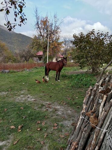 купить хомяка в баку: Erkək, il: 9, Ünvandan götürmə