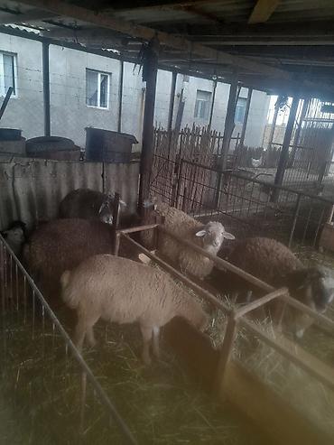 Qoyunlar, qoçlar: Qoyun və quzu sürüsü - Növlər: müxtəlif rəngli yerli ətlik-yunlu — 2