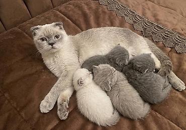 Pişiklər: Şotland — 3