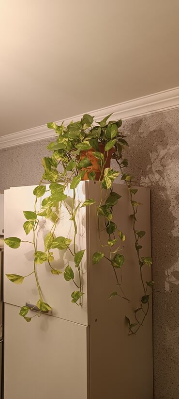 bitki toxumlari: Epipremnum aureum (Pothos/Scindapsus) – asma-sarmaşıq ev bitkisi -