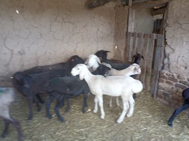 рамановские овцы: Продаю | | На забой