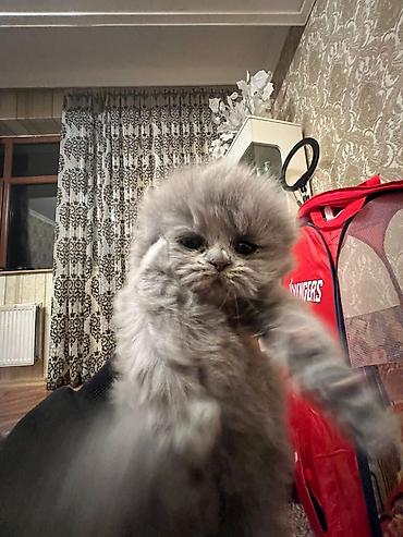 Pişiklər: Şotland yastı qulaq, Erkək, Dişi, Yaxşı əllərə, Ödənişli çatdırılma, Ünvandan götürmə, Rayonlara çatdırılma — 10