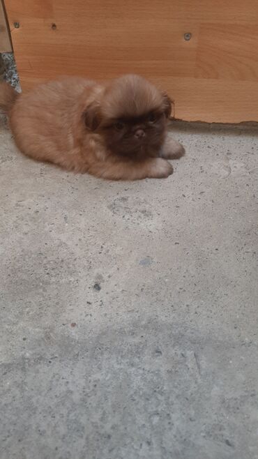 ən ucuz itlər: Pekines, 1 ay, Erkek, Ödənişli çatdırılma