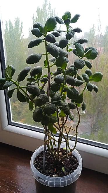 Другие комнатные растения: Разные комнатные растения. Чтобы узнать стоимость конкретного растения at lalafo.kg — 5 Другие комнатные растения: Разные комнатные растения. Чтобы узнать стоимость конкретного растения — 5