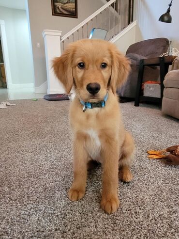 İtlər: Retriever, 2 ay, Erkek