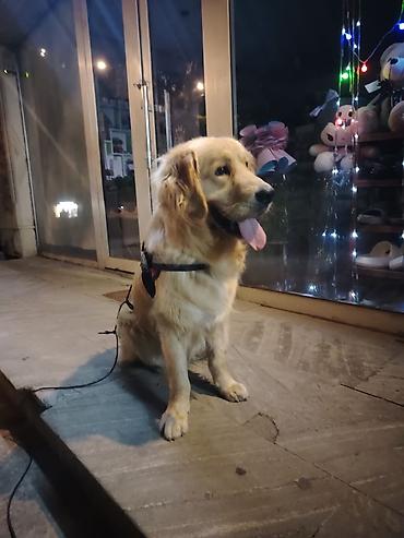 kristal yem mmc: Retriever, 1 il, Erkək, Peyvəndli, Ünvandan götürmə — 2