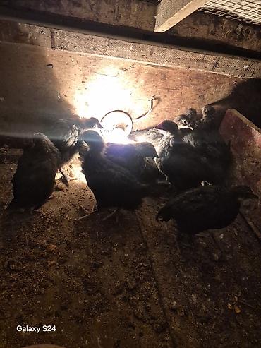 Cücələr: Toyuq cücələri, Damazlıq — 8