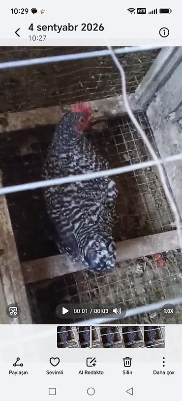 Zolaqlı naxışlı toyuq. Lələkləri qara-boz və ağ çalarlı, bədən boyunca