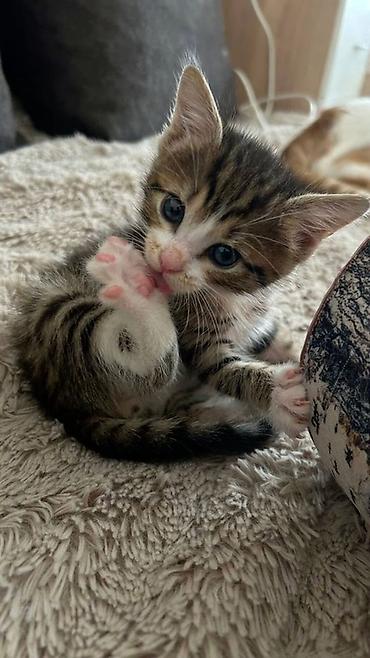 когтеточка для котят: Котята домашние, разные окрасы - Возраст: маленькие котята из одного — 2