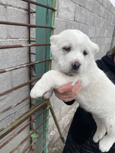 возьму собаку в хорошие руки бесплатно: Алабай, 2 месяца, Самка, С прививкой