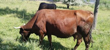 карова каракол: Продаю | Корова (самка) | Швицкая, Айрширская | Для молока