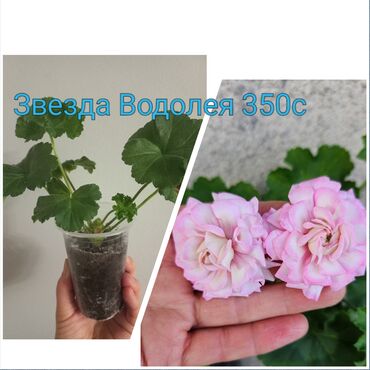 Садовые цветы и кустарники: Черенки цветка — 4