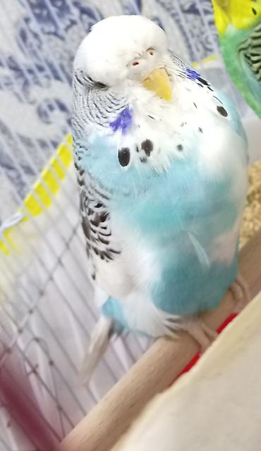 qus: Növbəti ilan: Türkiyə cinsli dalğalı tutuquşu (budgerigar) - Rəng — 4